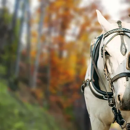 酒店 犹太教堂水疗酒店